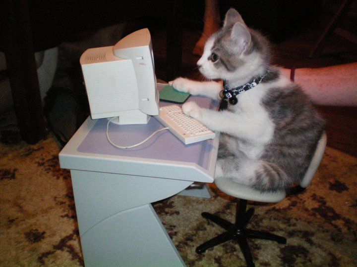 Cat working on a computer.